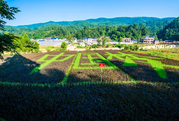 洪家关美丽乡村农业种植示范园（稻田里种出中国梦）_副本.jpg