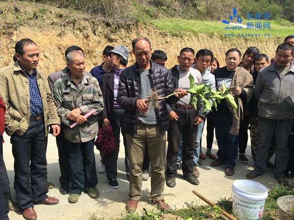 现场指导蜜柚种植技术_副本.jpg