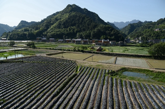 武陵源菜葛种植基地.jpg