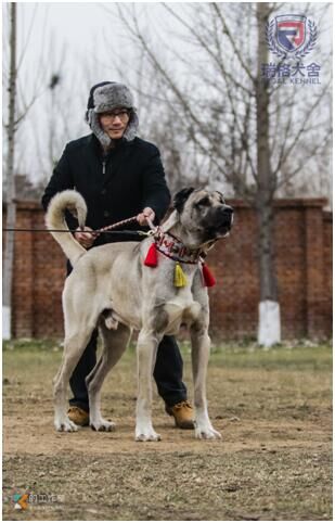 瑞格犬业廖小军引进优秀的坎高犬,在犬业市场上引发新的热潮