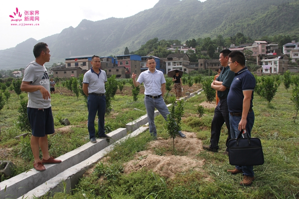 苏振深入菊花芯柚母本基地调研"双联双解"工作