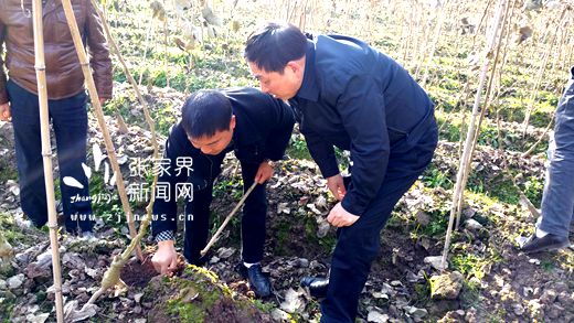 王志刚在菜葛种植科普示范基地_副本.jpg