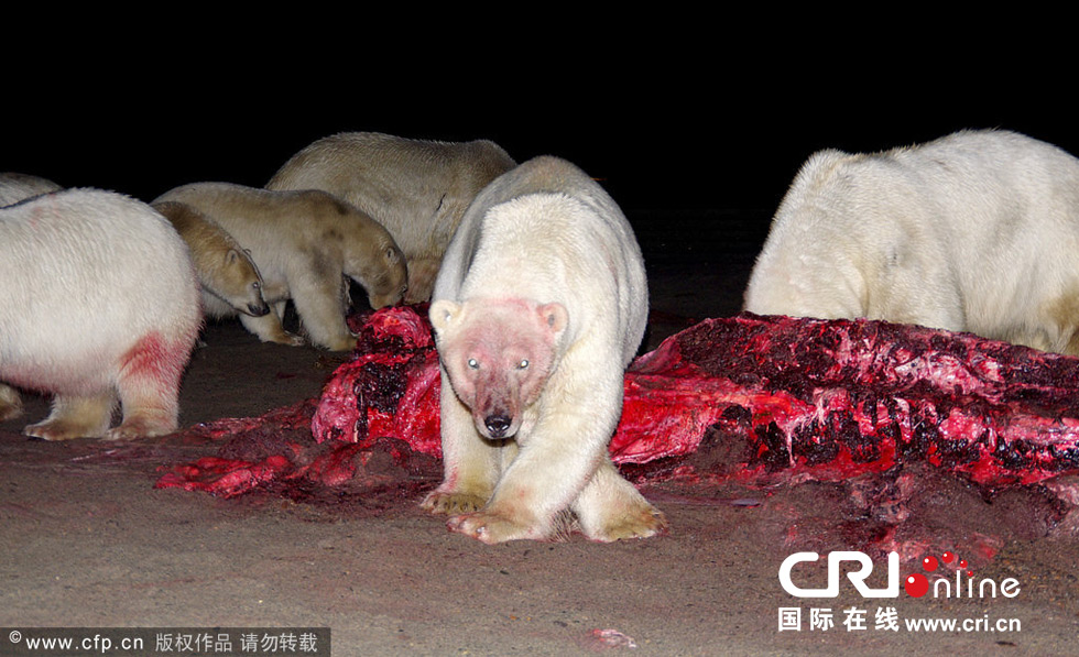 20头北极熊集体觅食